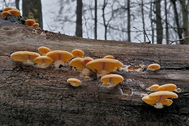 hlivník hniezdovitý Phyllotopsis nidulans (Pers.) Singer