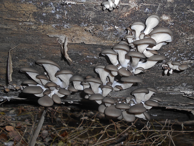 hliva ustricovitá Pleurotus ostreatus (Jacq.) P. Kumm.