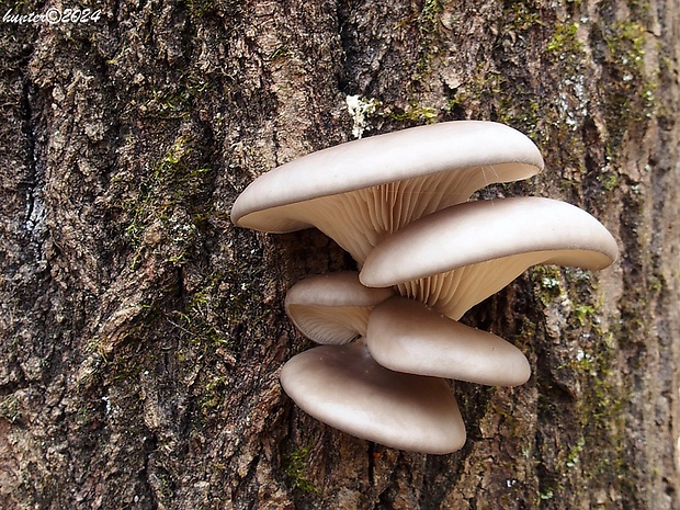 hliva ustricovitá Pleurotus ostreatus (Jacq.) P. Kumm.