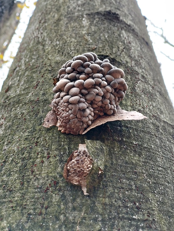 hliva ustricovitá Pleurotus ostreatus (Jacq.) P. Kumm.