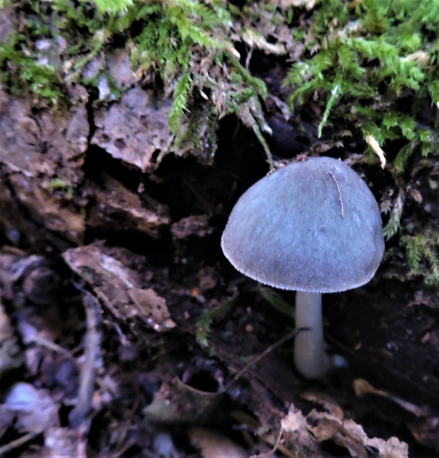 štítovka Pluteus sp.