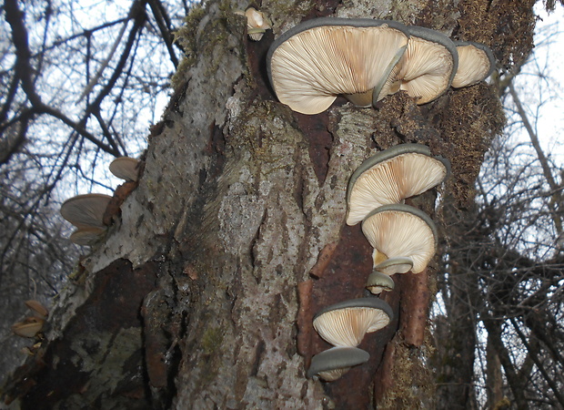 pňovka neskorá Sarcomyxa serotina (Pers.) P. Karst.