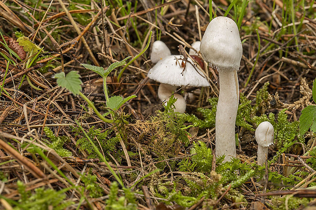 neidentifikovaná huba