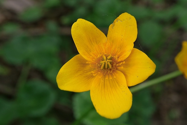 záružlie močiarne Caltha palustris L.