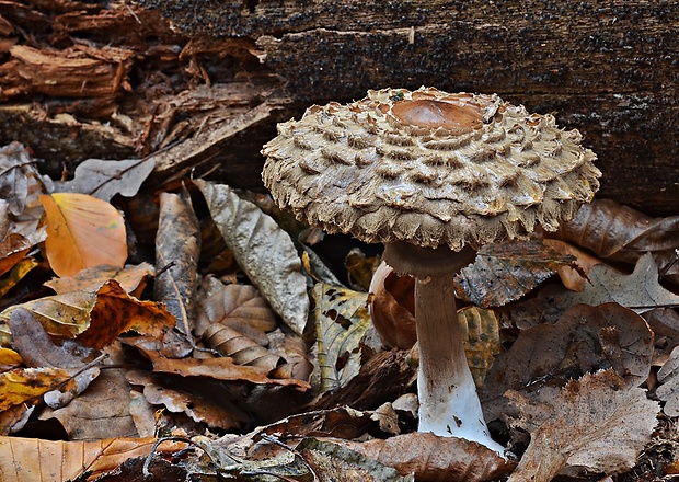 bedľa Olivierova Chlorophyllum olivieri (Barla) Vellinga