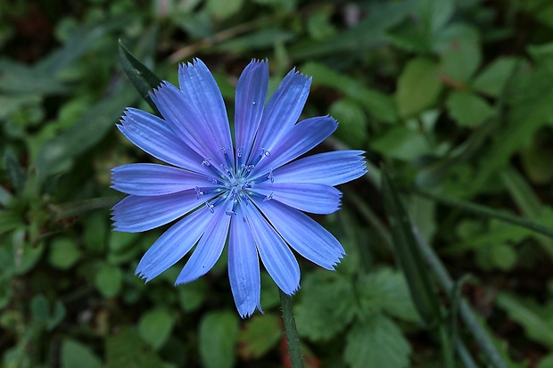 čakanka obyčajná Cichorium intybus L.