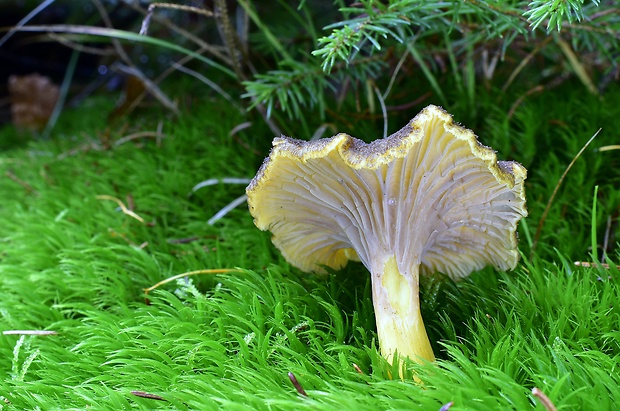 kuriatko lievikovité Craterellus tubaeformis (Fr.) Quél.