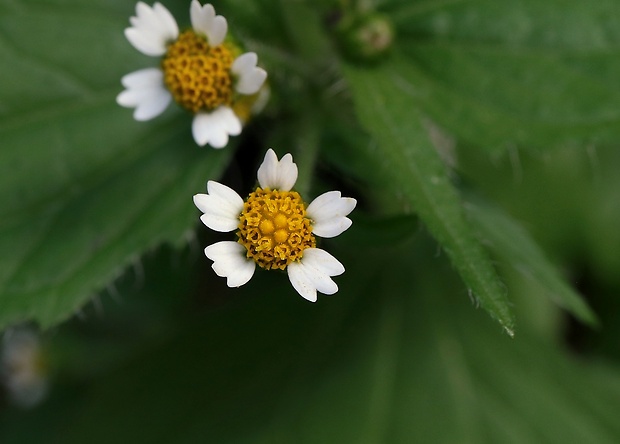 žltnica pŕhľavolistá Galinsoga urticifolia (Humb., Bonpl. et Kunth) Benth.