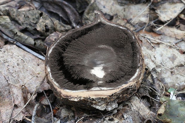 hviezdovka vlasatá Geastrum melanocephalum (Czern.) V.J. Staněk