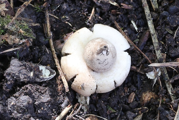 hviezdovka mechovitá Geastrum saccatum Fr.