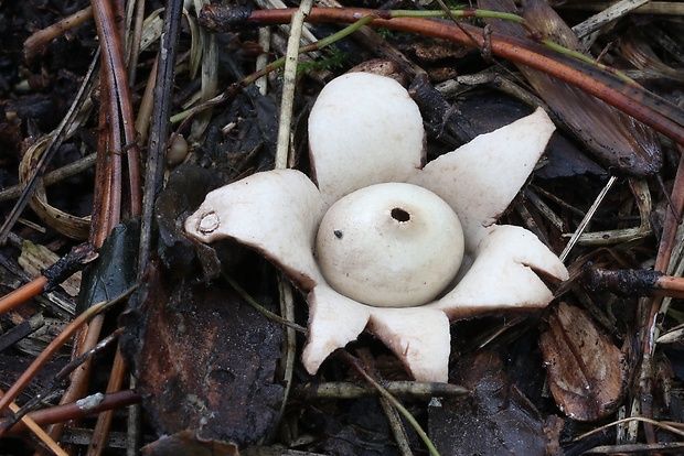 hviezdovka trojitá Geastrum triplex Jungh.