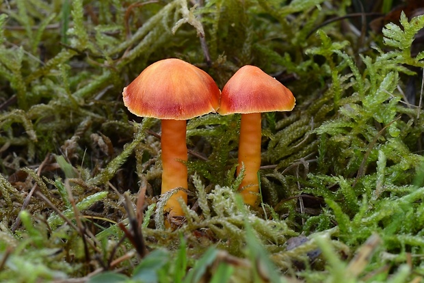 lúčnica nádherná Hygrocybe cf. splendidissima (P.D. Orton) M.M. Moser