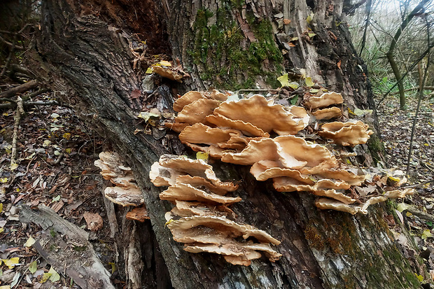 sírovec obyčajný Laetiporus sulphureus (Bull.) Murrill