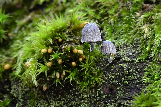 prilbička modrosivá Mycena pseudocorticola Kühner