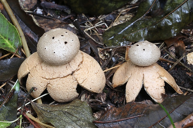 mnohokrčka dierkovaná Myriostoma coliforme (Dicks.) Corda