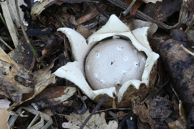 mnohokrčka dierkovaná Myriostoma coliforme (Dicks.) Corda