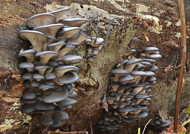 hliva ustricovitá modrastá Pleurotus columbinus Quél.