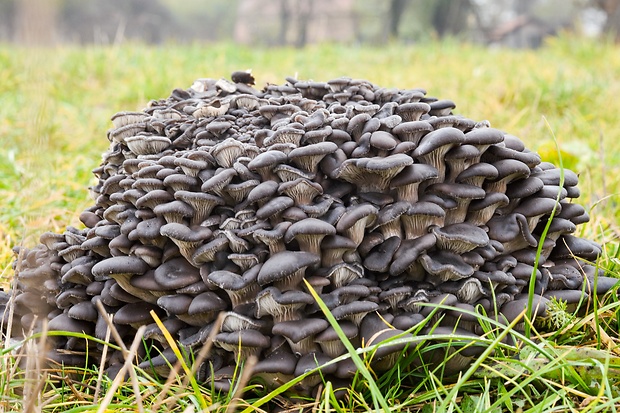 hliva ustricovitá Pleurotus ostreatus (Jacq.) P. Kumm.