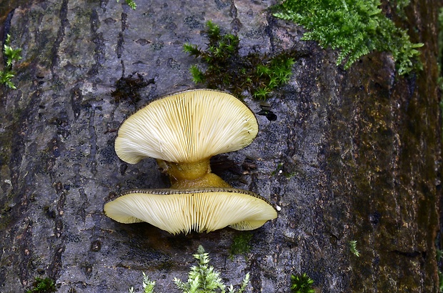 pňovka neskorá Sarcomyxa serotina (Pers.) P. Karst.