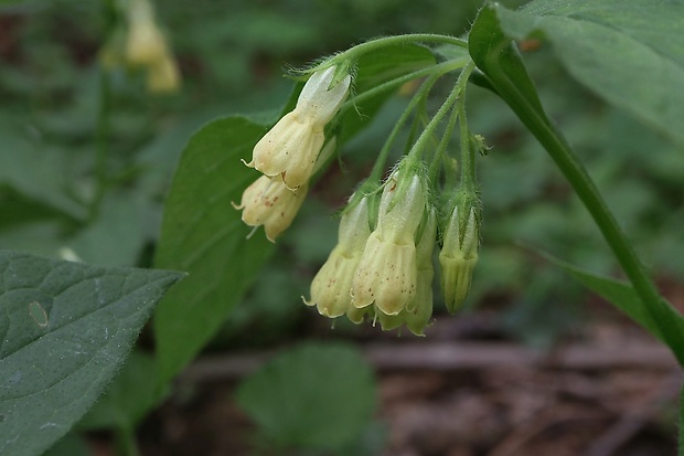 kostihoj hľuznatý Symphytum tuberosum L.