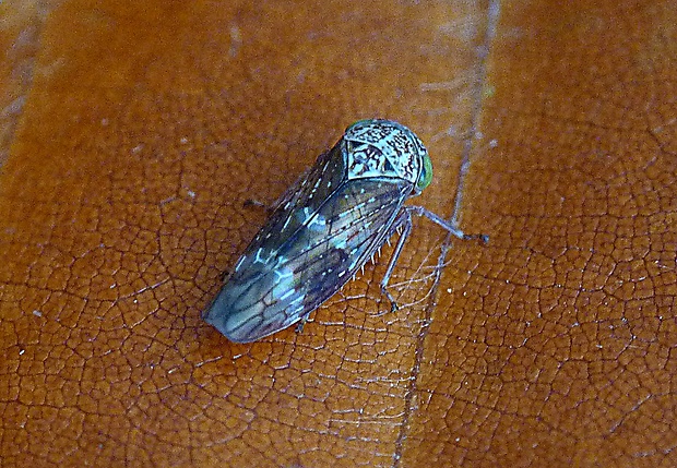 cikádka Acericerus vittifrons