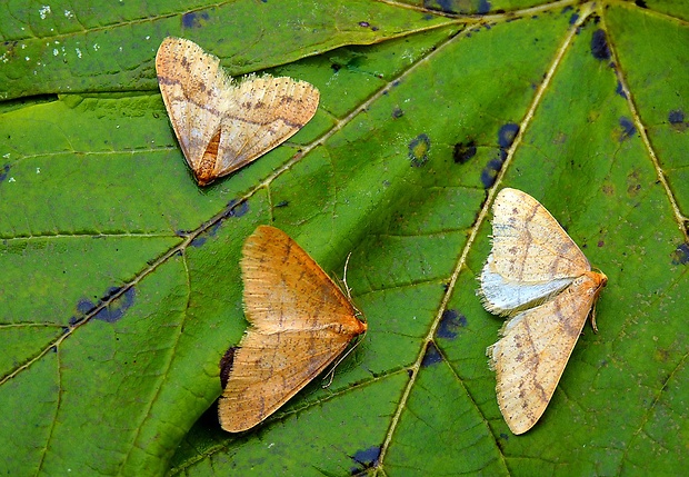 piadivka pomarančová Agriopis aurantiaria