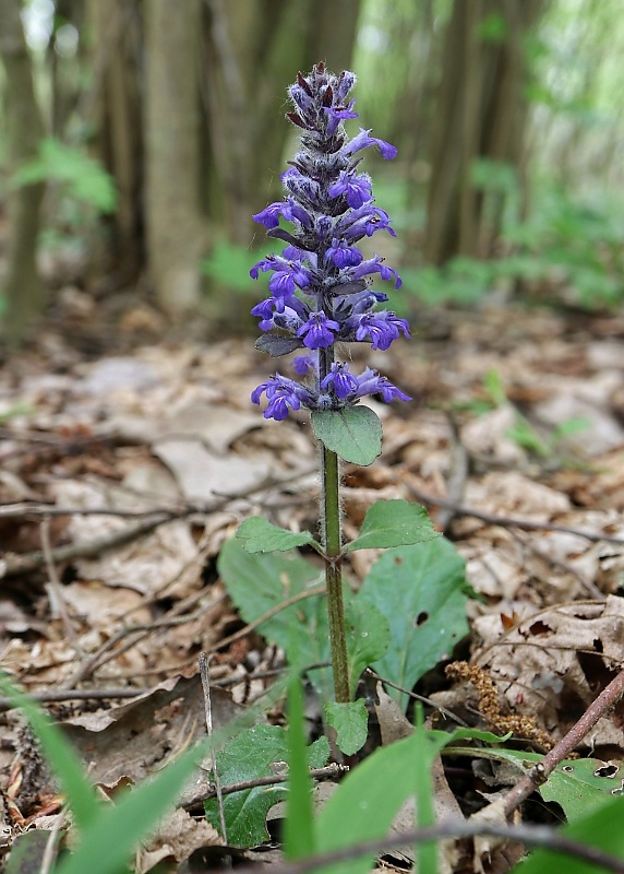 zbehovec plazivý Ajuga reptans L.