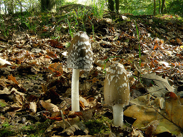 hnojník strakatý Coprinopsis picacea