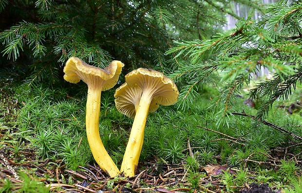 kuriatko lievikovité Craterellus tubaeformis (Fr.) Quél.