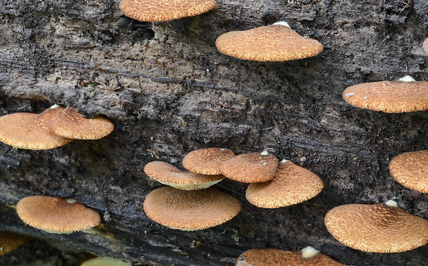 pahliva šafranová Crepidotus crocophyllus (Berk.) Sacc.