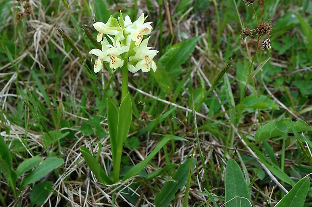 vstavačovec bazový Dactylorhiza sambucina (L.) Soó