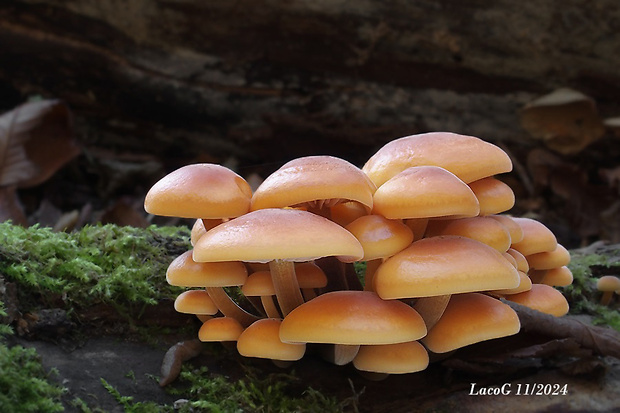 plamienka Flammulina sp.