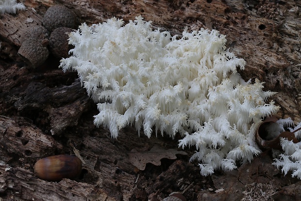 koralovec bukový Hericium coralloides (Scop.) Pers.