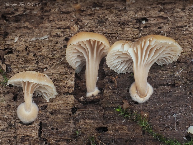 húževnatček vejárovitý Lentinellus flabelliformis (Bolton) S. Ito