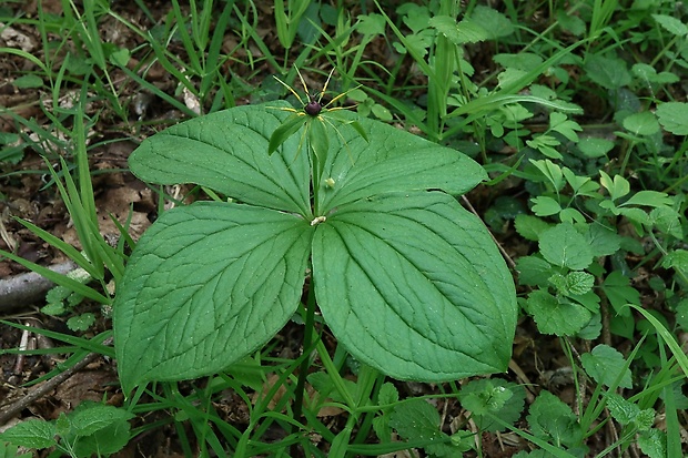 vranovec štvorlistý Paris quadrifolia L.