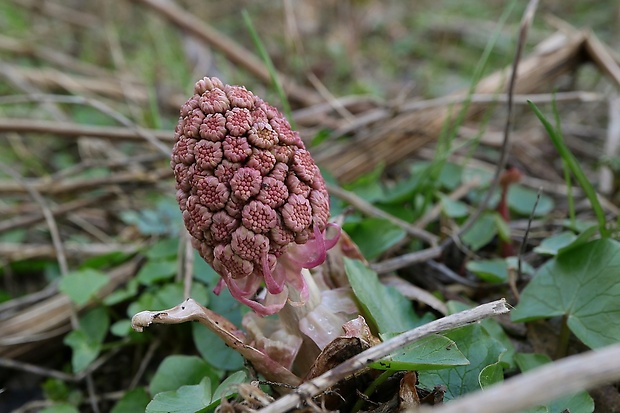 deväťsil lekársky Petasites hybridus (L.) P. Gaertn., B. Mey. et Scherb.