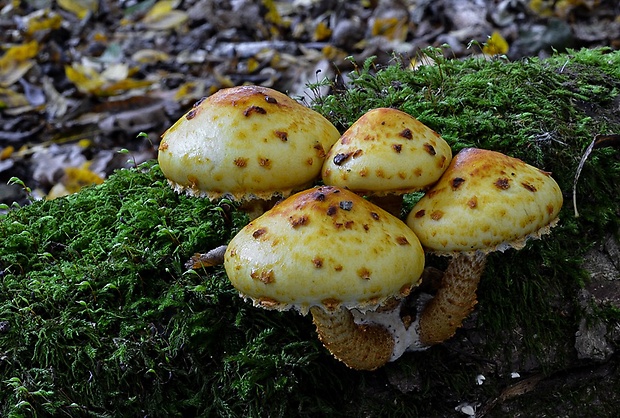 šupinovka zlatozávojová Pholiota aurivella (Batsch) P. Kumm.