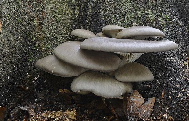 hliva ustricovitá Pleurotus ostreatus (Jacq.) P. Kumm.