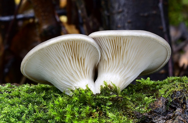 hliva ustricovitá Pleurotus ostreatus (Jacq.) P. Kumm.