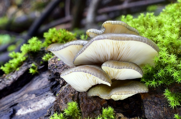 pňovka neskorá Sarcomyxa serotina (Pers.) P. Karst.