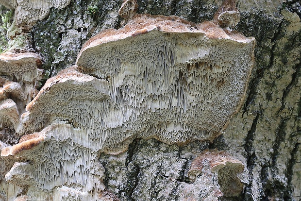 trúdnikovec chlpatý Trametes hirsuta (Wulfen) Lloyd