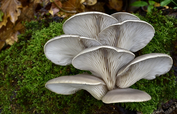 hliva ustricovitá Pleurotus ostreatus (Jacq.) P. Kumm.