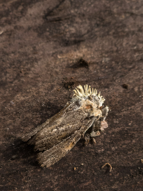 žezlovka Akanthomyces tuberculatus (Lebert) Spatafora, Kepler & B. Shrestha