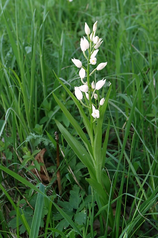 prilbovka dlholistá Cephalanthera longifolia (L.) Fritsch