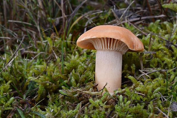 lúčnica statná Cuphophyllus pratensis (Fr.) Bon