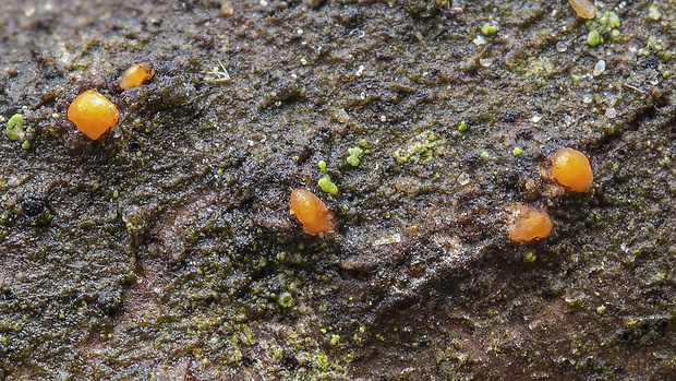 slzovec Dacrymyces sp.