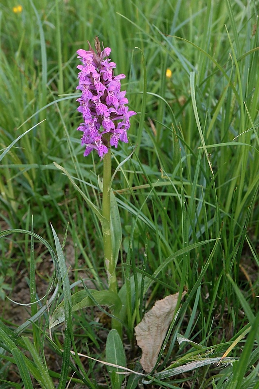 vstavačovec májový pravý Dactylorhiza majalis subsp. majalis (Reincherb.) Hunt & Summerh.