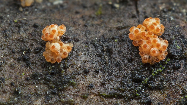 Flammocladiella anomiae Lechat & J. Fourn.