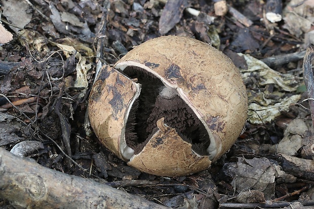 hviezdovka vlasatá Geastrum melanocephalum (Czern.) V.J. Staněk