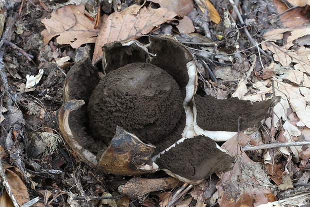 hviezdovka vlasatá Geastrum melanocephalum (Czern.) V.J. Staněk